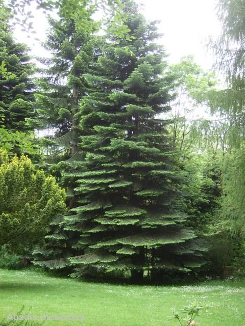 fir tree